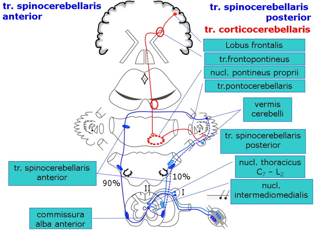 nucl. thoracicus С7 – L2 I II nucl. intermediomedialis commissura alba anterior tr.frontopontineus Lobus